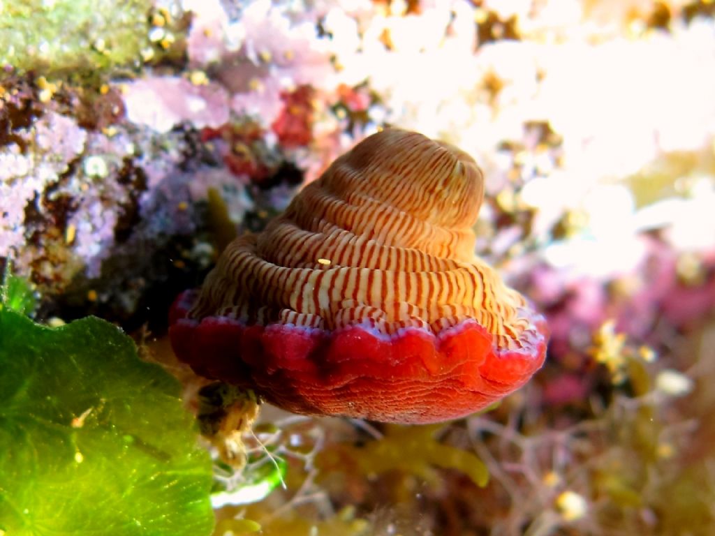 Actinia striata (Quoy & Gaimard, 1833)